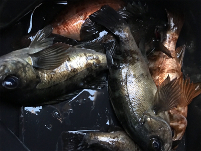 んん~(釣行 其の拾参)