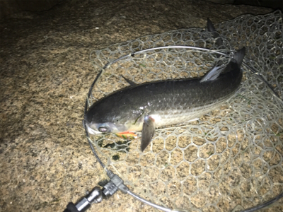 18年淀川 初釣果