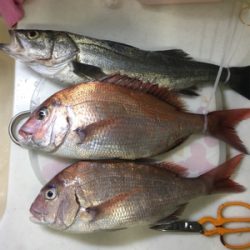 初めてのタイサビキ