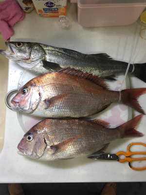 初めてのタイサビキ