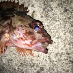 久し振りの淡路島釣行