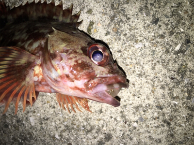 久し振りの淡路島釣行