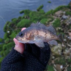 豆メバルの襲撃