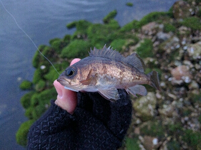 豆メバルの襲撃