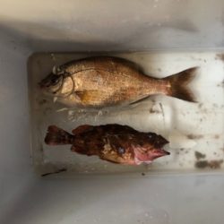 メバリング釣行