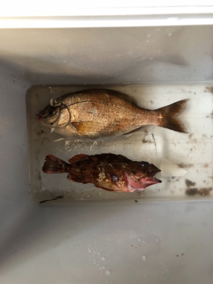 メバリング釣行