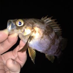 明石でメバリング