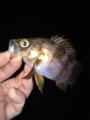 明石でメバリング