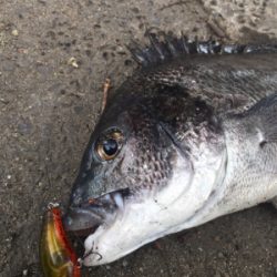 やっぱりSRクランク♪