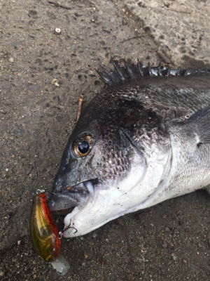 やっぱりSRクランク♪