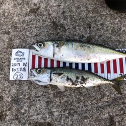 鯖祭り〜のプラッキング@福良漁港