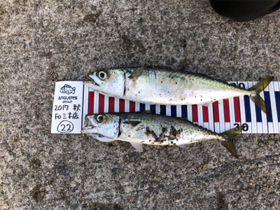 鯖祭り〜のプラッキング@福良漁港