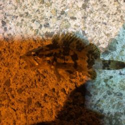 垂水漁港ナイトゲーム