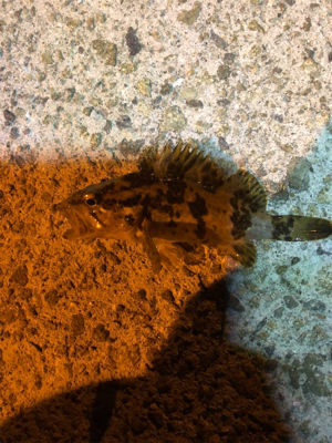 垂水漁港ナイトゲーム