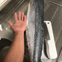 ショアからメーターサワラ