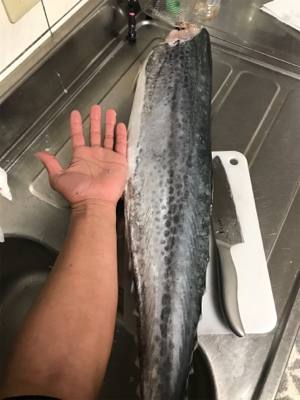 ショアからメーターサワラ