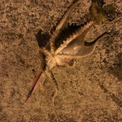 エギングで？？？