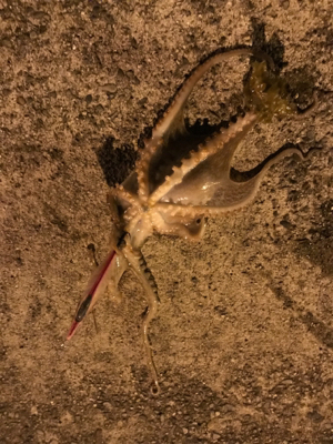 エギングで？？？