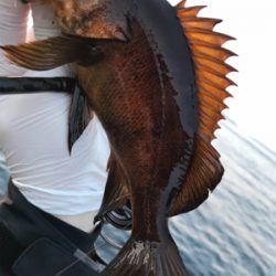 このメバルかっけぇ(`ロ´)(釣行 其の拾四)