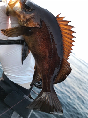 このメバルかっけぇ(`ロ´)(釣行 其の拾四)