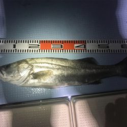 ボートシーバス