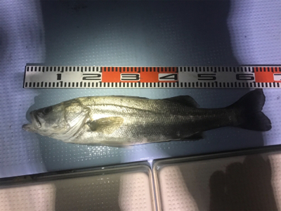 ボートシーバス