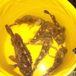 のっこみはまだのようです