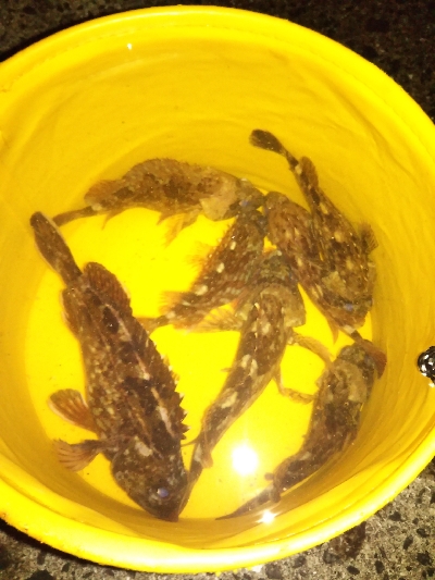 のっこみはまだのようです