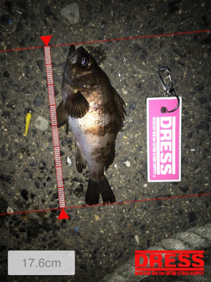 メバルプラッキング