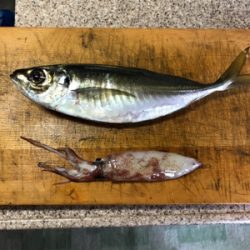 尾鷲イカメタル終盤