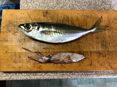 尾鷲イカメタル終盤