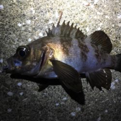 デイチヌやナイトメバリング！