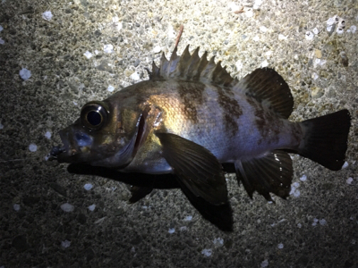 デイチヌやナイトメバリング！