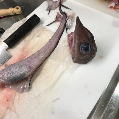 金沢八景の一之瀬丸さんからライト深場。