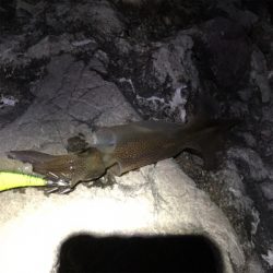 ヤリイカエギング