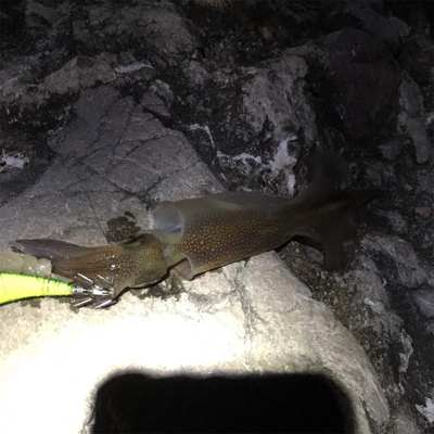 ヤリイカエギング