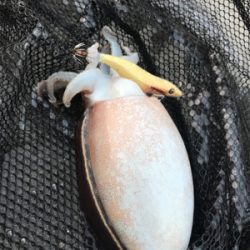 産卵シーズン個体狙いのコウイカランガンエギング