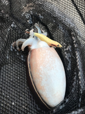 産卵シーズン個体狙いのコウイカランガンエギング