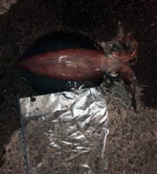 久々のイカ釣り
