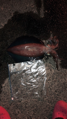 久々のイカ釣り