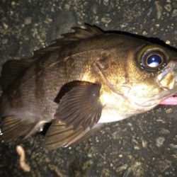 生命感を感じない…