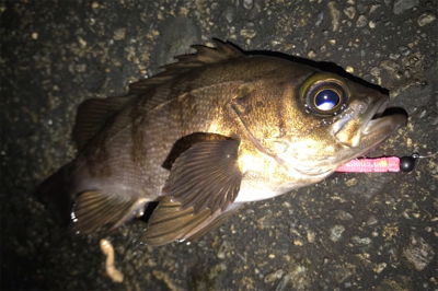 生命感を感じない…