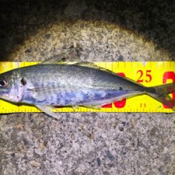 やっぱり尺はいた！！