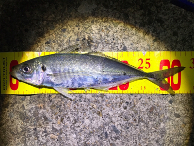 やっぱり尺はいた！！