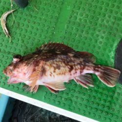 メバルサビキ  丸松乗合船