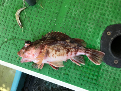 メバルサビキ  丸松乗合船