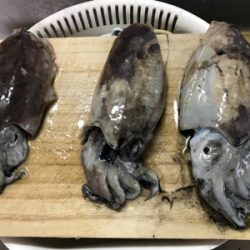 コウイカシーズン到来！！