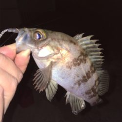 少し上向きメバリング