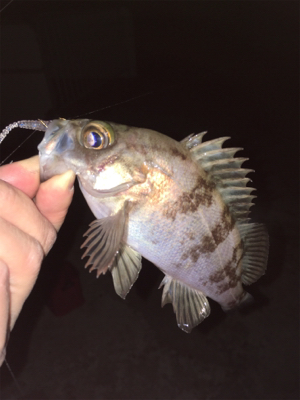 少し上向きメバリング