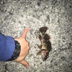 メバリング？いやガシリング